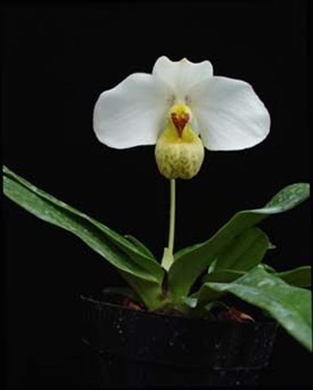 Paphiopedilum emersonii Paph emersonii 39White Giant39 x self presented by Orchids Limited