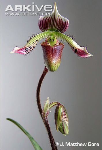 Paphiopedilum fowliei Orchid videos photos and facts Paphiopedilum fowliei ARKive