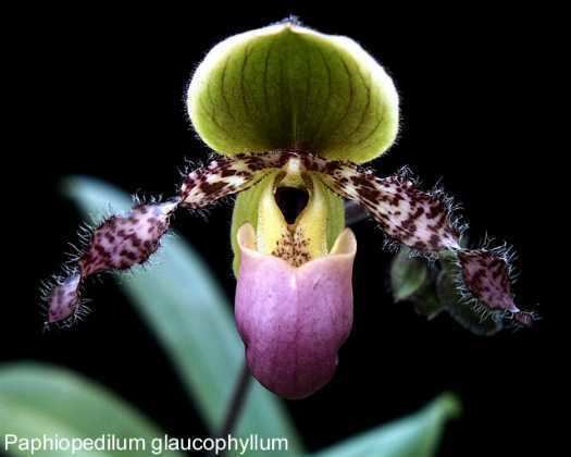 Paphiopedilum glaucophyllum IOSPE PHOTOS