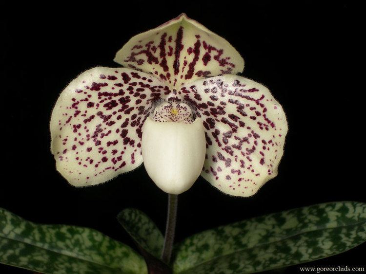 Paphiopedilum godefroyae Paph godefroyae culture information and growing tips