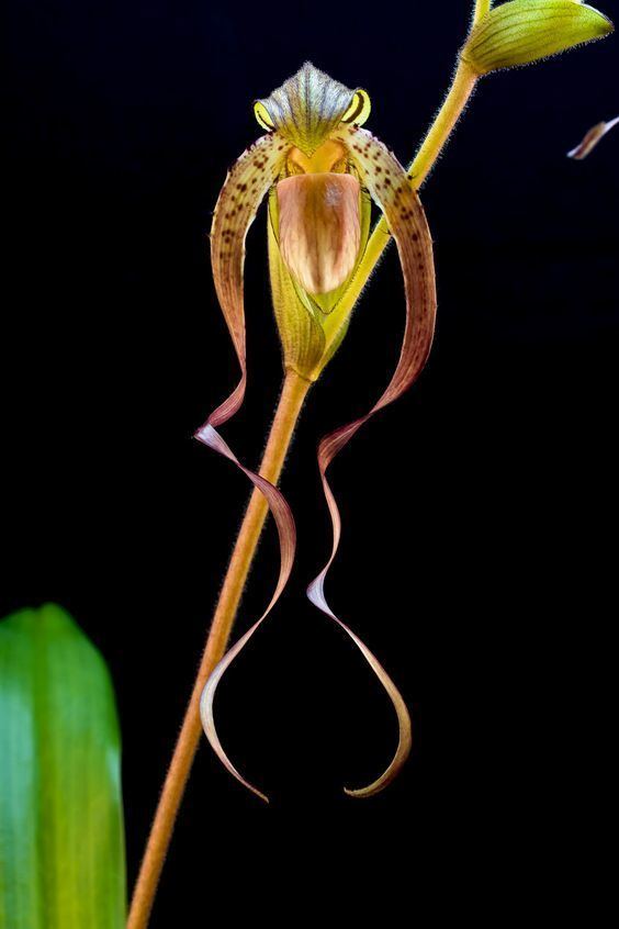 Paphiopedilum ooii Paphiopedilum ooii is named after Michael Ooi a slipper orchid