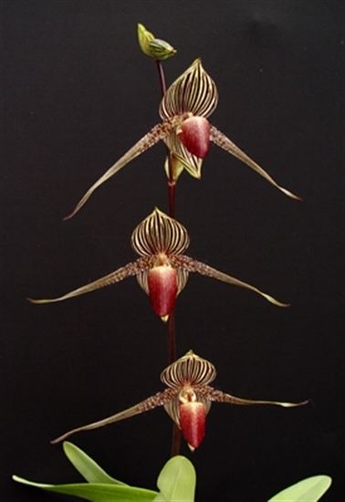 Paphiopedilum rothschildianum Paph rothschildianum presented by Orchids Limited