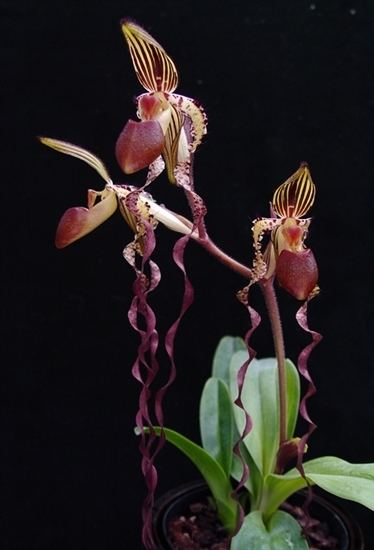 Paphiopedilum sanderianum Paph sanderianum red petal presented by Orchids Limited