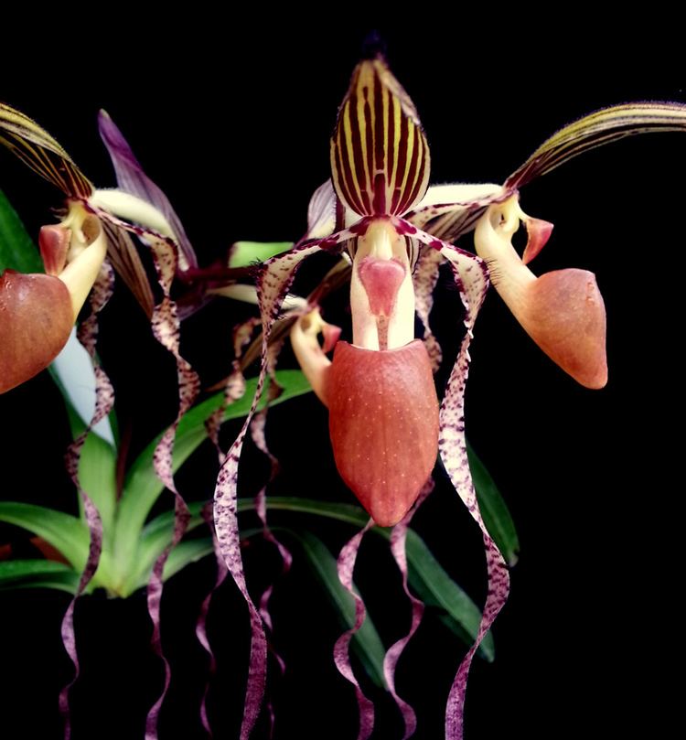 Paphiopedilum sanderianum Worth the Wait