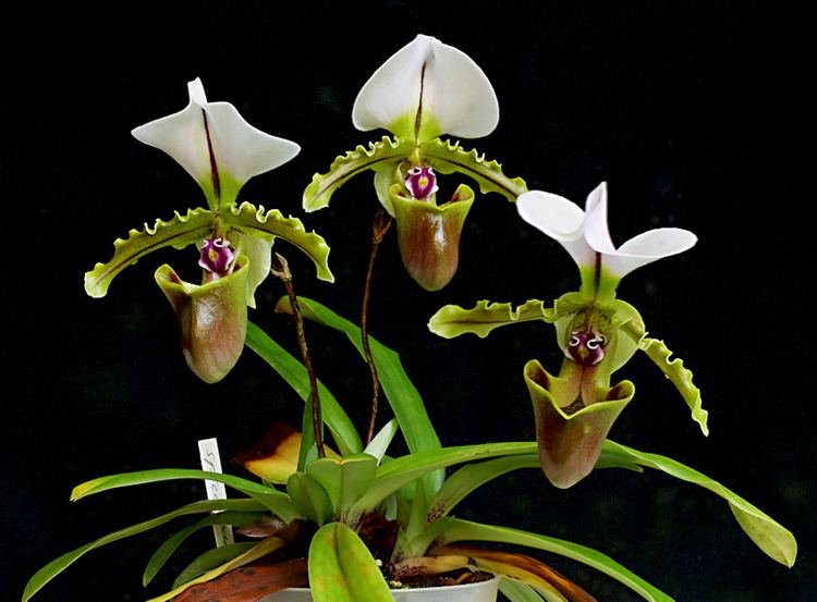 Paphiopedilum spicerianum Paphiopedilum spicerianum update Slippertalk Orchid Forum The