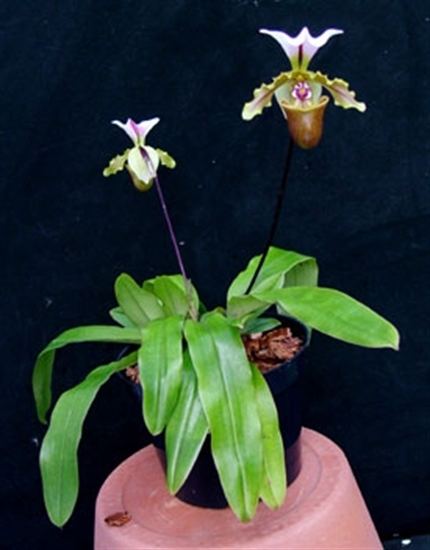 Paphiopedilum spicerianum Paph spicerianum presented by Orchids Limited