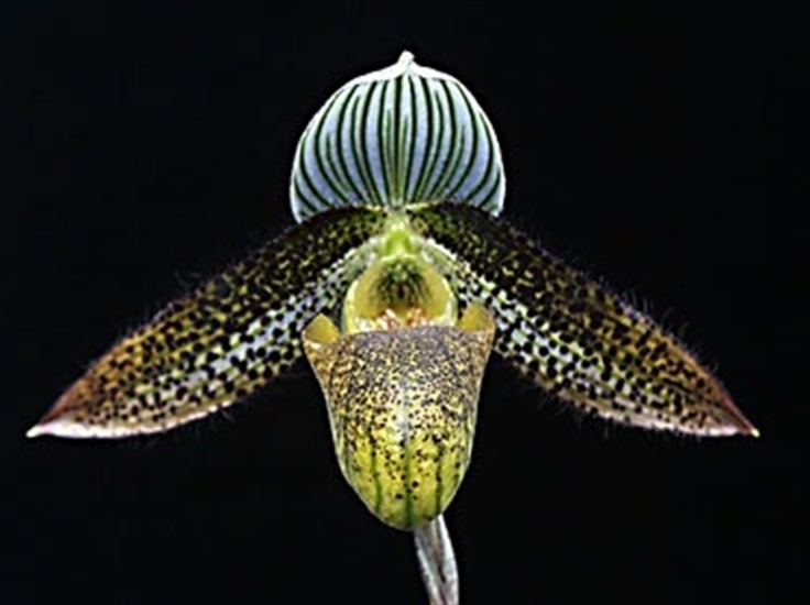 Paphiopedilum wardii Paph wardii presented by Orchids Limited