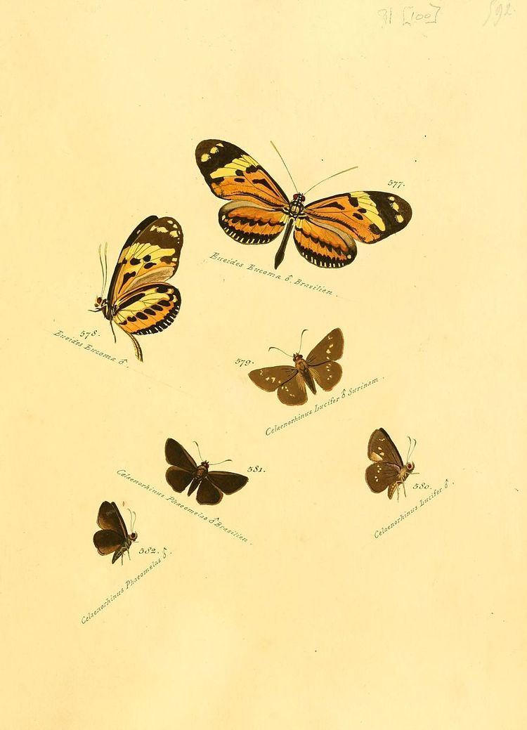 Papias (butterfly)
