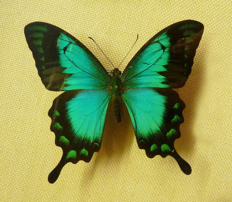 Papilio Papilio lorquinianus Wikiwand