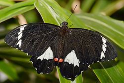 Papilio aegeus Papilio aegeus Wikipedia