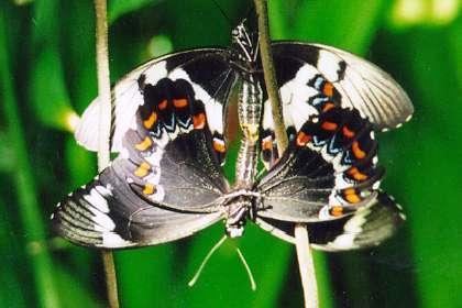 Papilio aegeus aegeus