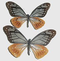 Papilio agestor httpsuploadwikimediaorgwikipediacommonsthu