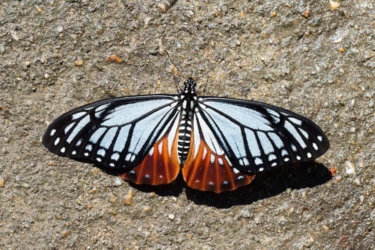 Papilio agestor Papilio agestor agestor Tawny Mime