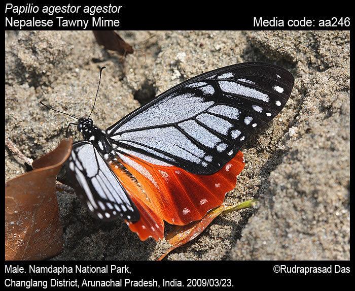 Papilio agestor Papilio agestor Tawny Mime Butterflies of India