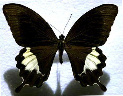 Papilio albinus swallowtailsnetPalbinusJPG