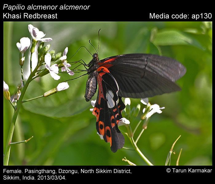 Papilio alcmenor wwwifoundbutterfliesorgmediaimagesPapilioAlcm