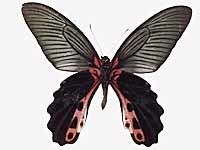 Papilio alcmenor Papilio alcmenor alcmenor