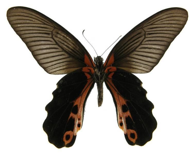 Papilio alcmenor ButterflyCornernet Papilio alcmenor Redbreast