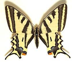 Papilio alexanor httpsuploadwikimediaorgwikipediacommonsthu