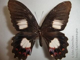 Papilio ambrax Papilio ambrax
