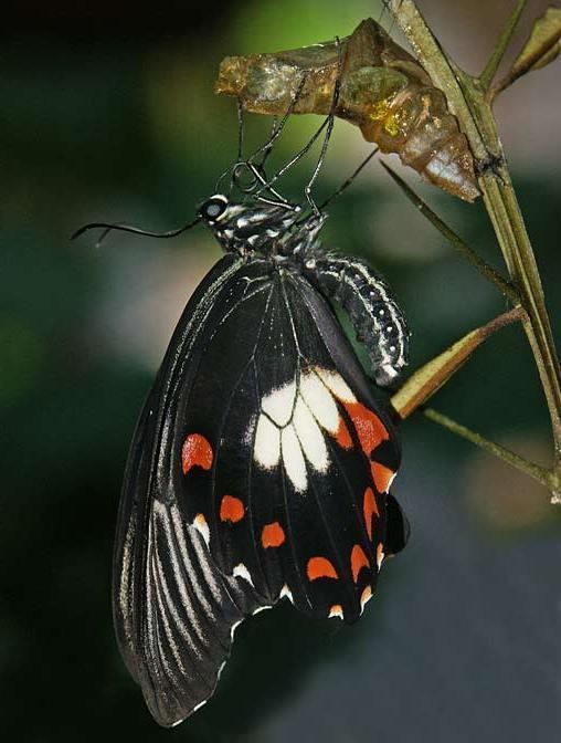 Papilio ambrax ambrax