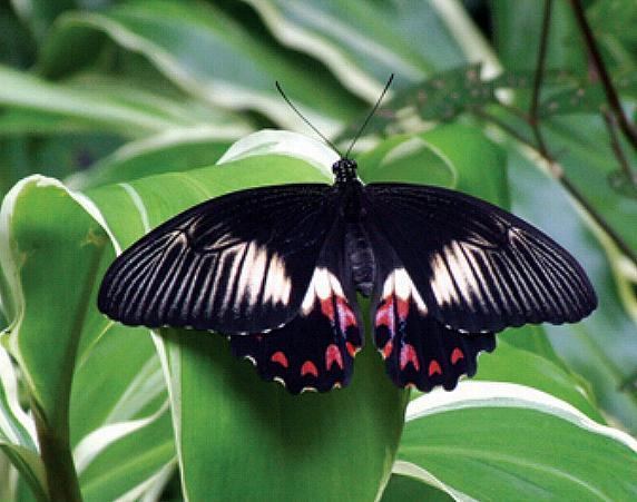 Papilio ambrax lepidopterabutterflyhousecomaupapiambrax7jpg