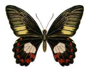 Papilio ambrax Papilio ambrax Wikipedia