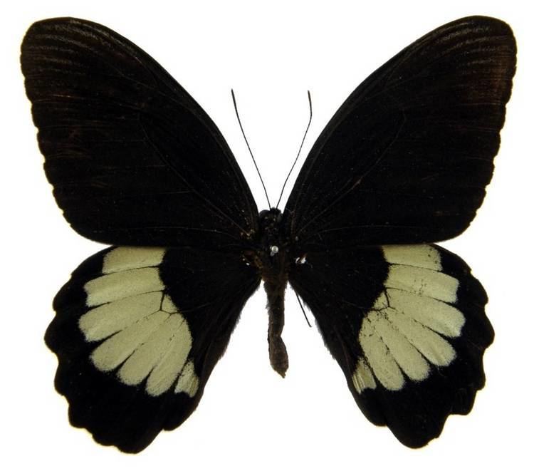 Papilio ambrax ButterflyCornernet Papilio ambrax Ambrax Butterfly