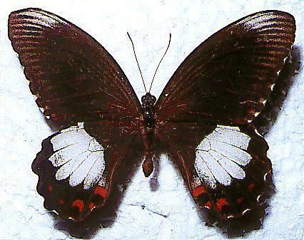 Papilio ambrax ambrax