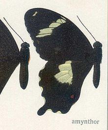 Papilio amynthor httpsuploadwikimediaorgwikipediacommonsthu