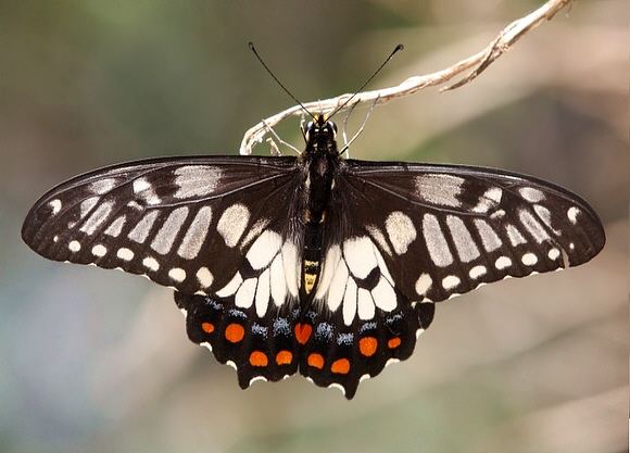 Papilio anactus Butterflies of Australia Papilio anactus