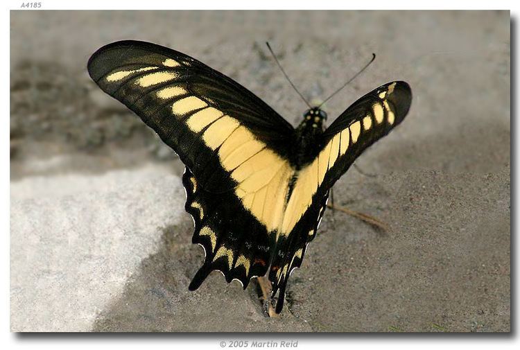 Papilio androgeus Papilio androgeus Cramer 1775 W Mexican segregate
