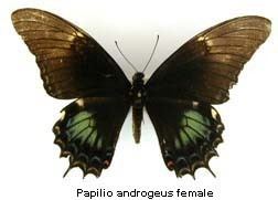 Papilio androgeus Papilio androgeus Queen Swallowtail Discover Life