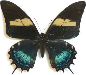 Papilio androgeus The Insect Collector