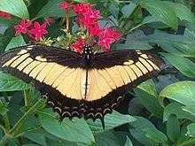 Papilio androgeus httpsuploadwikimediaorgwikipediacommonsthu