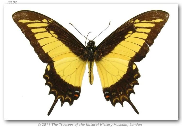 Papilio androgeus Papilio androgeus epidaurus Godman amp Salvin 1890