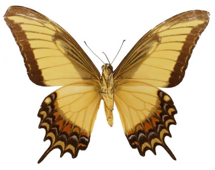 Papilio androgeus ButterflyCornernet Papilio androgeus Androgeus Swallowtail