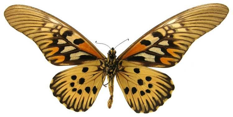 Papilio antimachus - Alchetron, The Free Social Encyclopedia