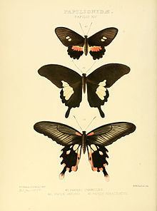 Papilio antonio httpsuploadwikimediaorgwikipediacommonsthu