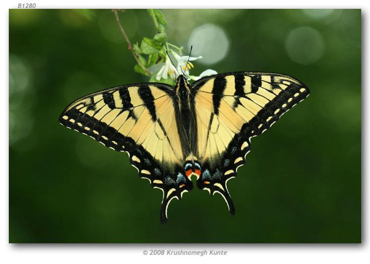 Papilio appalachiensis Papilio appalachiensis live adults page 2