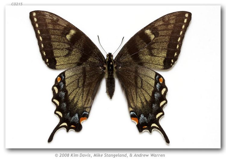 Papilio appalachiensis Papilio appalachiensis pinned specimens