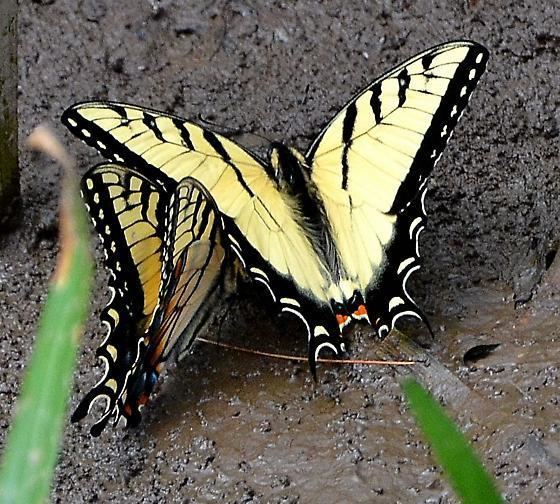 Papilio appalachiensis Appalachian Tiger Swallowtail Papilio appalachiensis Papilio
