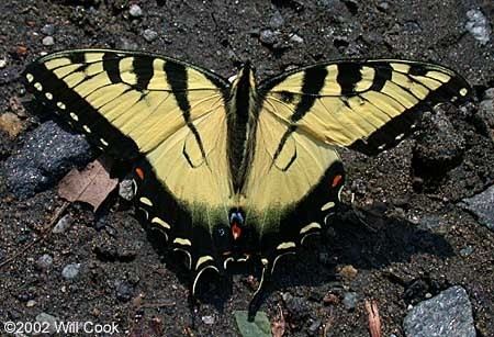 Papilio appalachiensis Tiger Swallowtail Pterourus Papilio appalachiensis