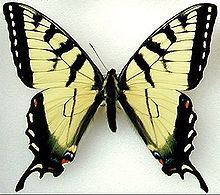Papilio appalachiensis httpsuploadwikimediaorgwikipediacommonsthu