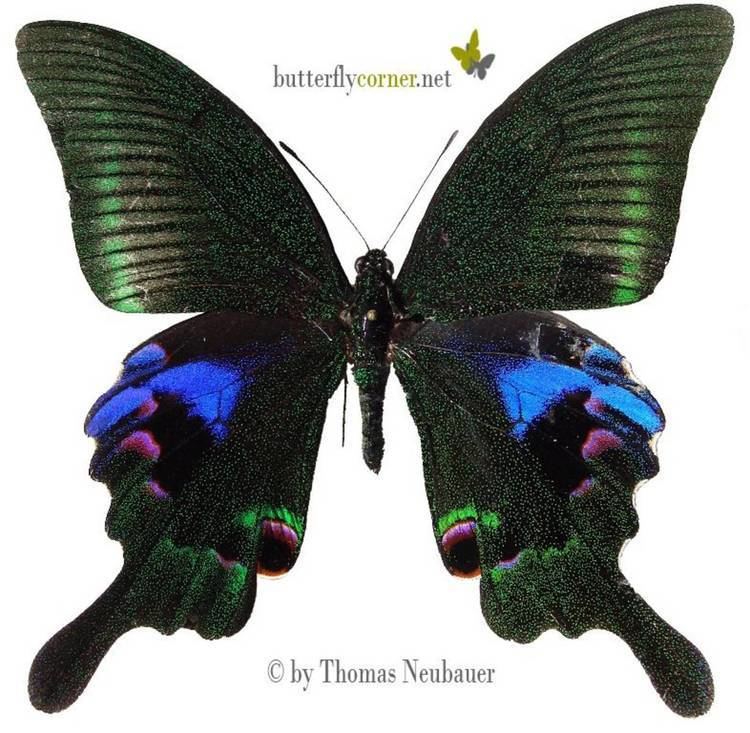 Papilio arcturus ButterflyCornernet Papilio arcturus Blue Peacock Blauer Pfau