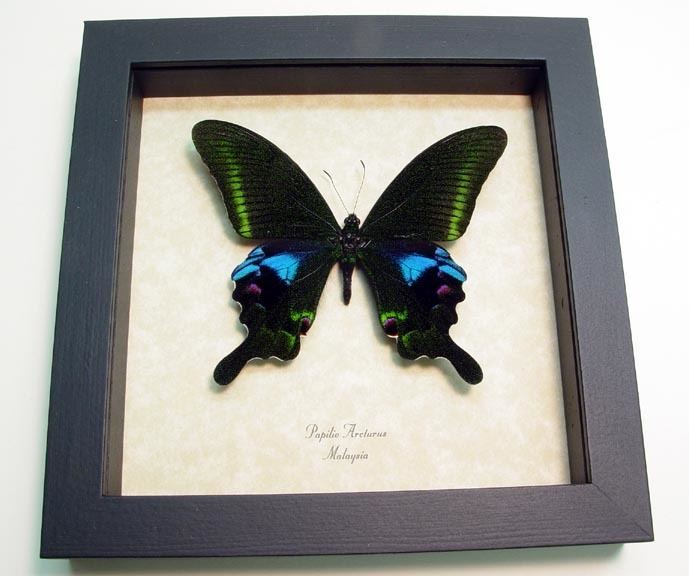 Papilio arcturus Blue Peacock Papilio Arcturus Swallowtail Real Butterfly Gifts