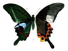 Papilio arcturus httpsuploadwikimediaorgwikipediacommonsthu