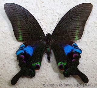 Papilio arcturus Papilio arcturus