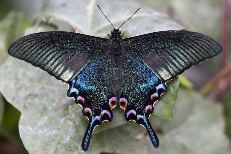Papilio arcturus 1000 images about Butterflies on Pinterest Madagascar Peacocks