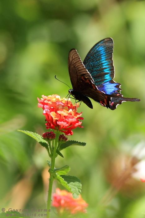 Papilio arcturus West Himalayan Blue Peacock Papilio arcturus arius Gaurav Sharma